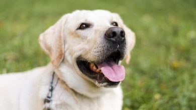 perros / Reinado Nacional de mascotas