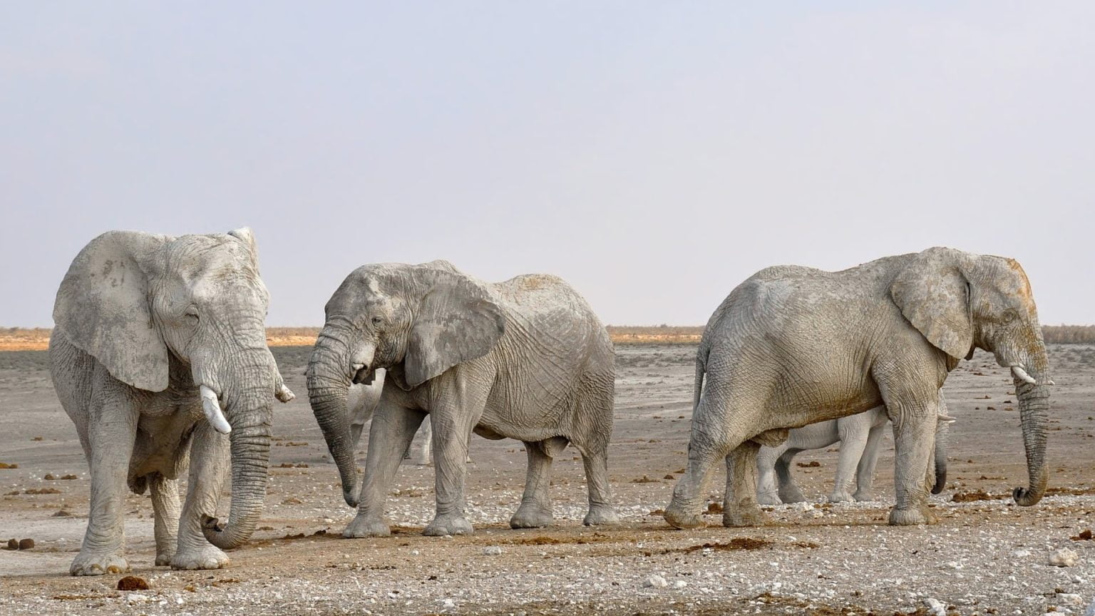 Autorizaciones para cazar elefantes