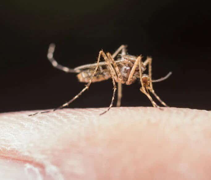 vacuna contra la malaria