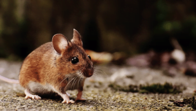 C&oacute;mo deshacerse de los ratones - m&aacute;s de 1.100 ratas