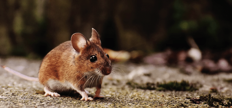 Cómo deshacerse de los ratones - más de 1.100 ratas