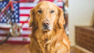 EEUU le proh&iacute;be la entrada a perro procedentes de Colombia /