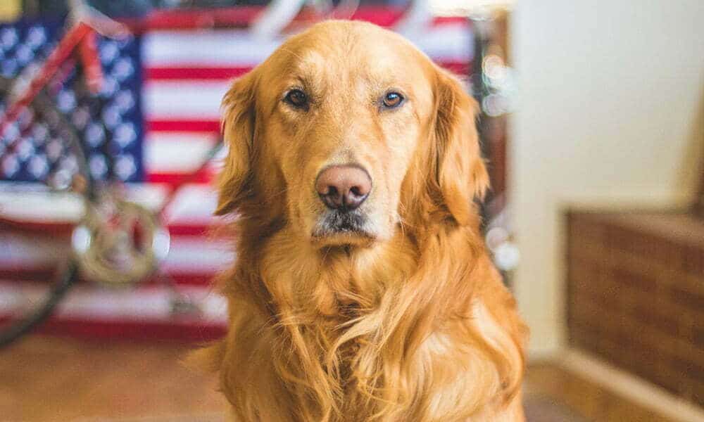 EEUU le prohíbe la entrada a perro procedentes de Colombia