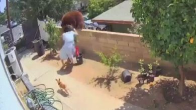 se enfrenta a un oso por salvar a sus perros