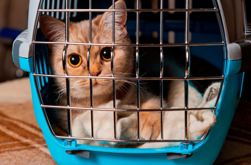 ingreso o salida de perros y gatos en Colombia