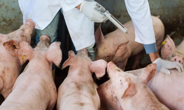 peste porcina africana