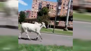 Un toro se escap&oacute; de un matadero se pase&oacute; por las calles de Bogot&aacute;