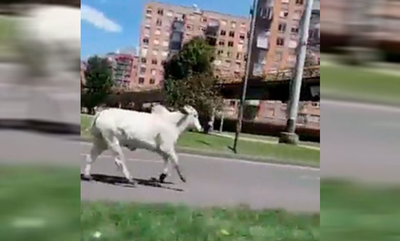 Un toro se escap&oacute; de un matadero se pase&oacute; por las calles de Bogot&aacute;