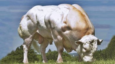 ganado y cerdos mutantes