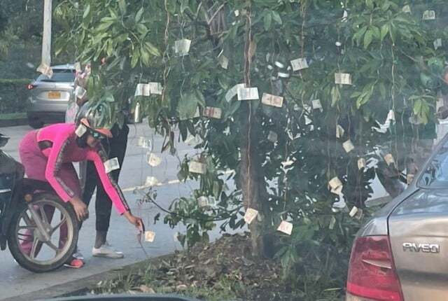 En Cali apareció un árbol cargado de billetes