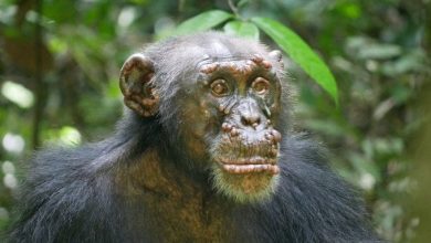 chimpanc&eacute;s salvajes con lepra