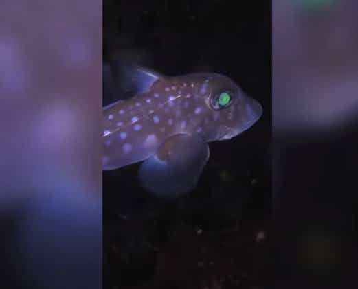 extrañas criaturas marinas