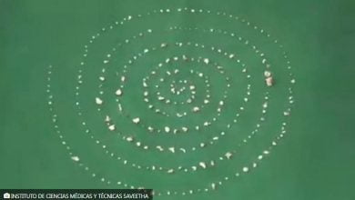 le extrajeron 526 dientes