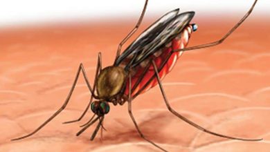 malaria