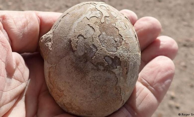 nido con m&aacute;s de 100 huevos de dinosaurios