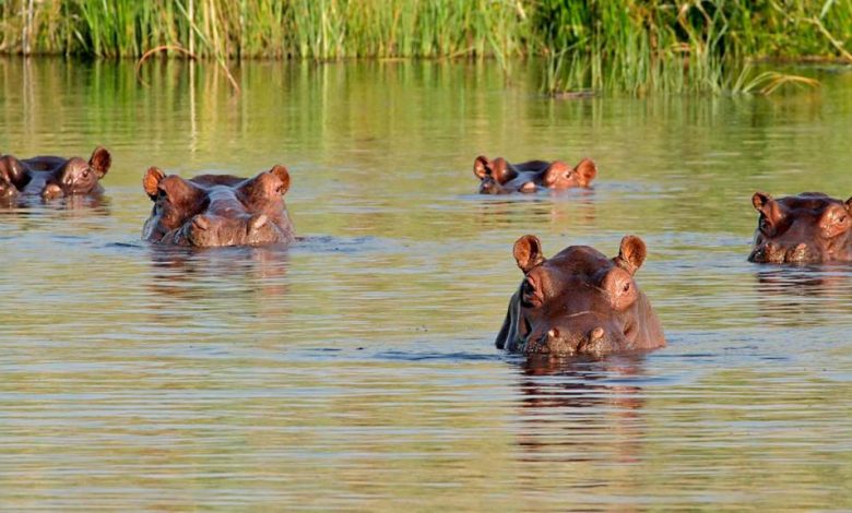 Hipopótamo atacó a un hombre en antioquia | hipopótamos de Pablo Escobar