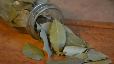 beneficios del laurel