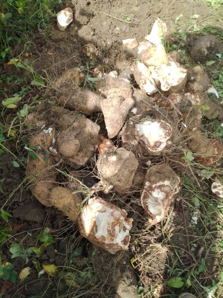 cultivos de &ntilde;ame