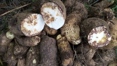 cultivos de &ntilde;ame