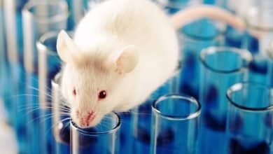 mordedura de un rat&oacute;n