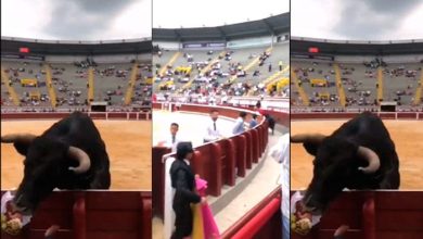 Video: Toro causa gran susto en la plaza de Ca&ntilde;averalejo al saltar la barrera