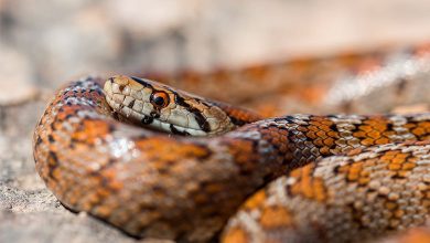 serpientes venenosas | serpiente