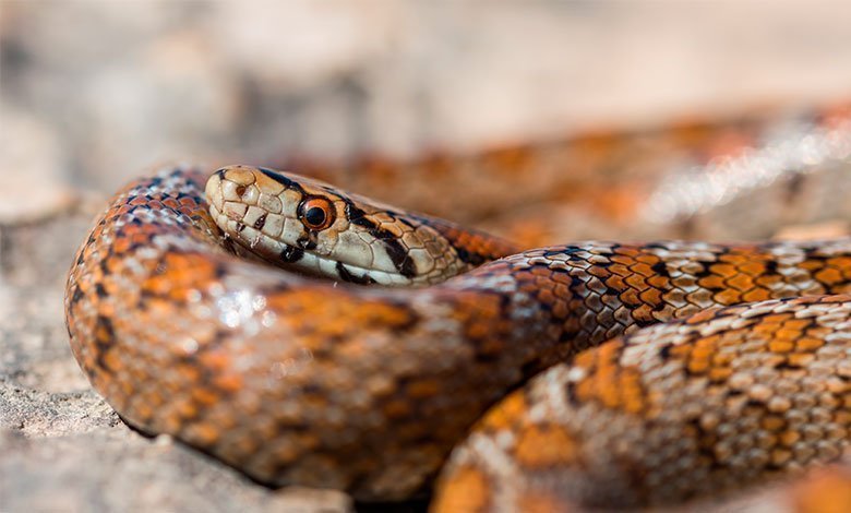 serpientes venenosas | serpiente