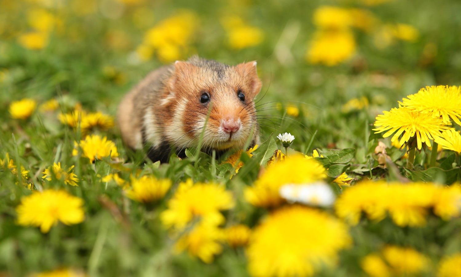 h&aacute;msteres ser&aacute;n sacrificados