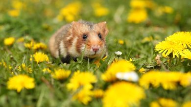 h&aacute;msteres ser&aacute;n sacrificados