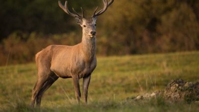 &Oacute;micron infect&oacute; a venados