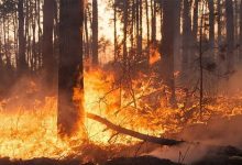 Emergencia en Chile: van 99 v&iacute;ctimas mortales por devastadores incendios forestales mundo