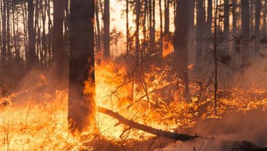 Emergencia en Chile: van 99 víctimas mortales por devastadores incendios forestales mundo