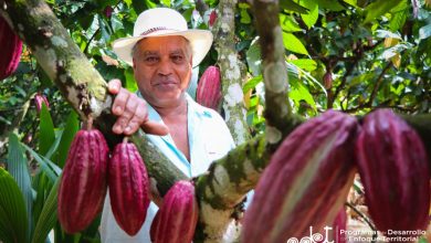 cinco municipios del sur de córdoba se beneficiarán de alianza para producción de cacao