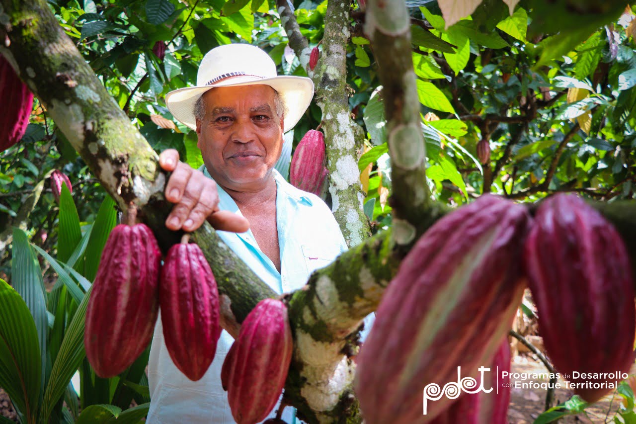 cinco municipios del sur de córdoba se beneficiarán de alianza para producción de cacao