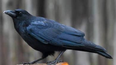 cuervos para recoger colillas