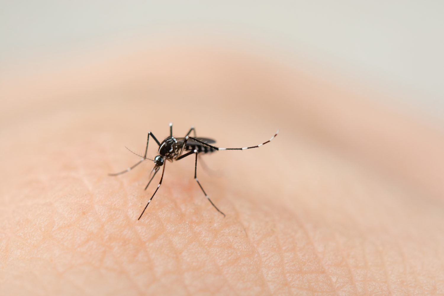 evitar los mosquitos en casa / mosquitos / Mosquito Culex