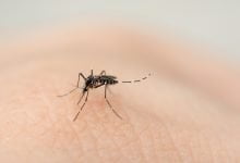 evitar los mosquitos en casa / mosquitos