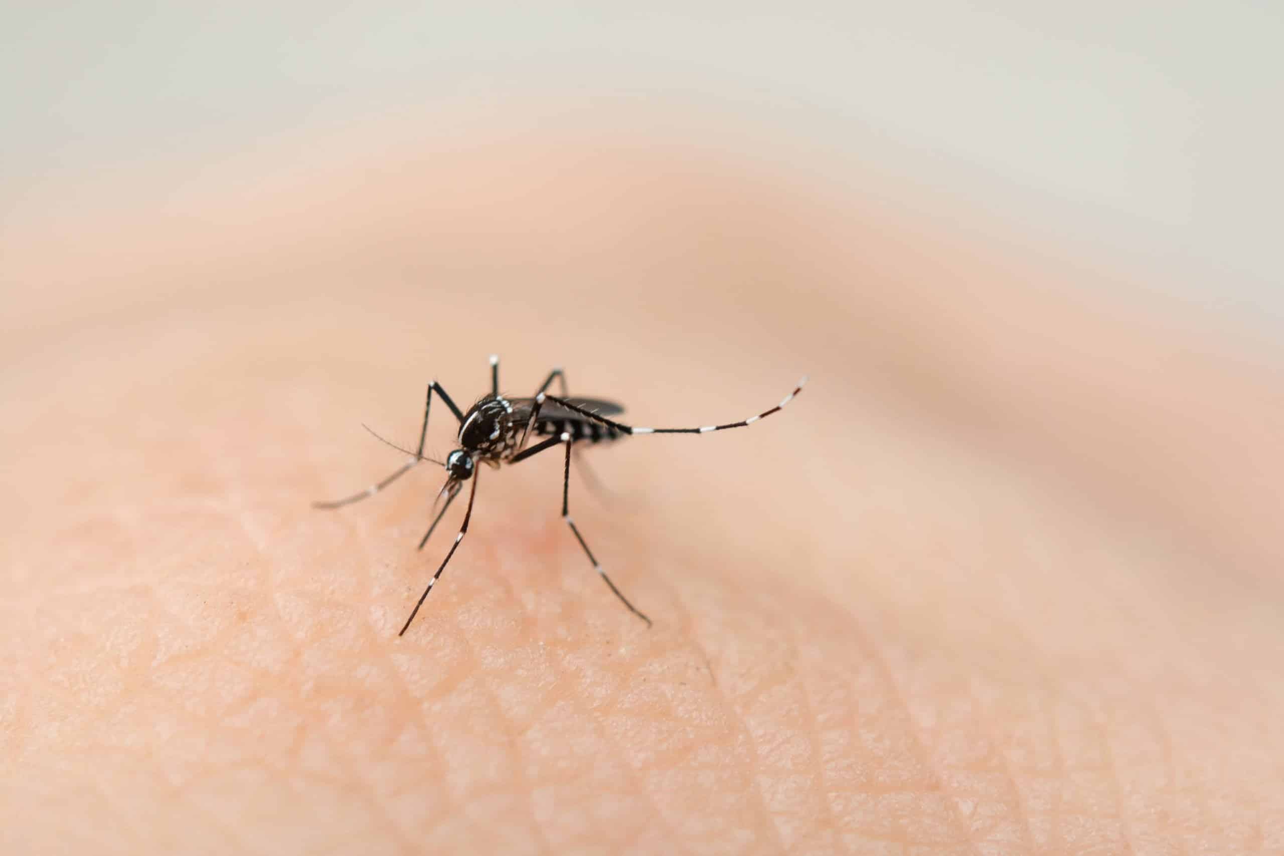 evitar los mosquitos en casa / mosquitos / Mosquito Culex