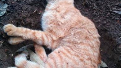 gata habr&iacute;a sido abusada