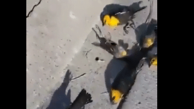 p&aacute;jaros murieron misteriosamente