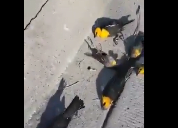 Impactante video: Cientos de aves caen muertas en pleno vecindario