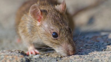 Ratas del tama&ntilde;o de gatos en inodoros de Reino Unido