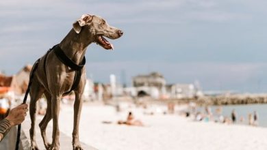 virus que se propaga entre los perros