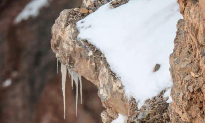A las personas se les dificulta encontrar el leopardo en esta foto