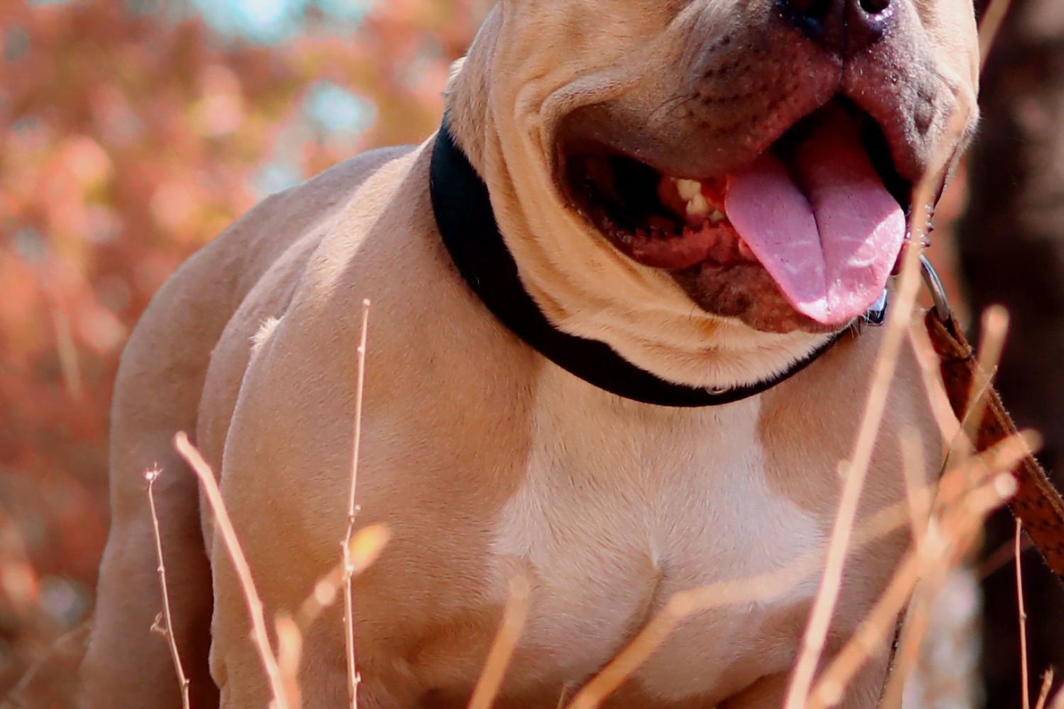 perro mordi&oacute; a ni&ntilde;a de un a&ntilde;o