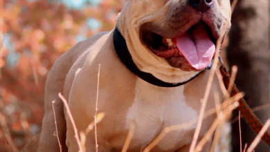 perro mordi&oacute; a ni&ntilde;a de un a&ntilde;o