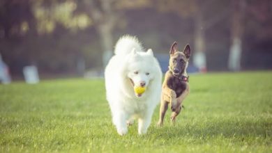 consejos para que su perro no sea agresivo