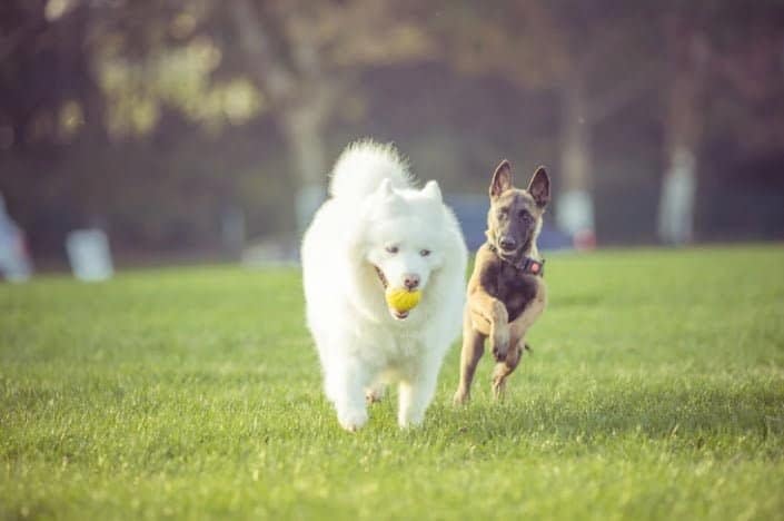 consejos para que su perro no sea agresivo