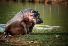 Declaran al hipop&oacute;tamos especie invasora en Colombia / hipop&oacute;tamo