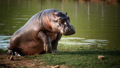 Declaran al hipopótamos especie invasora en Colombia / hipopótamo